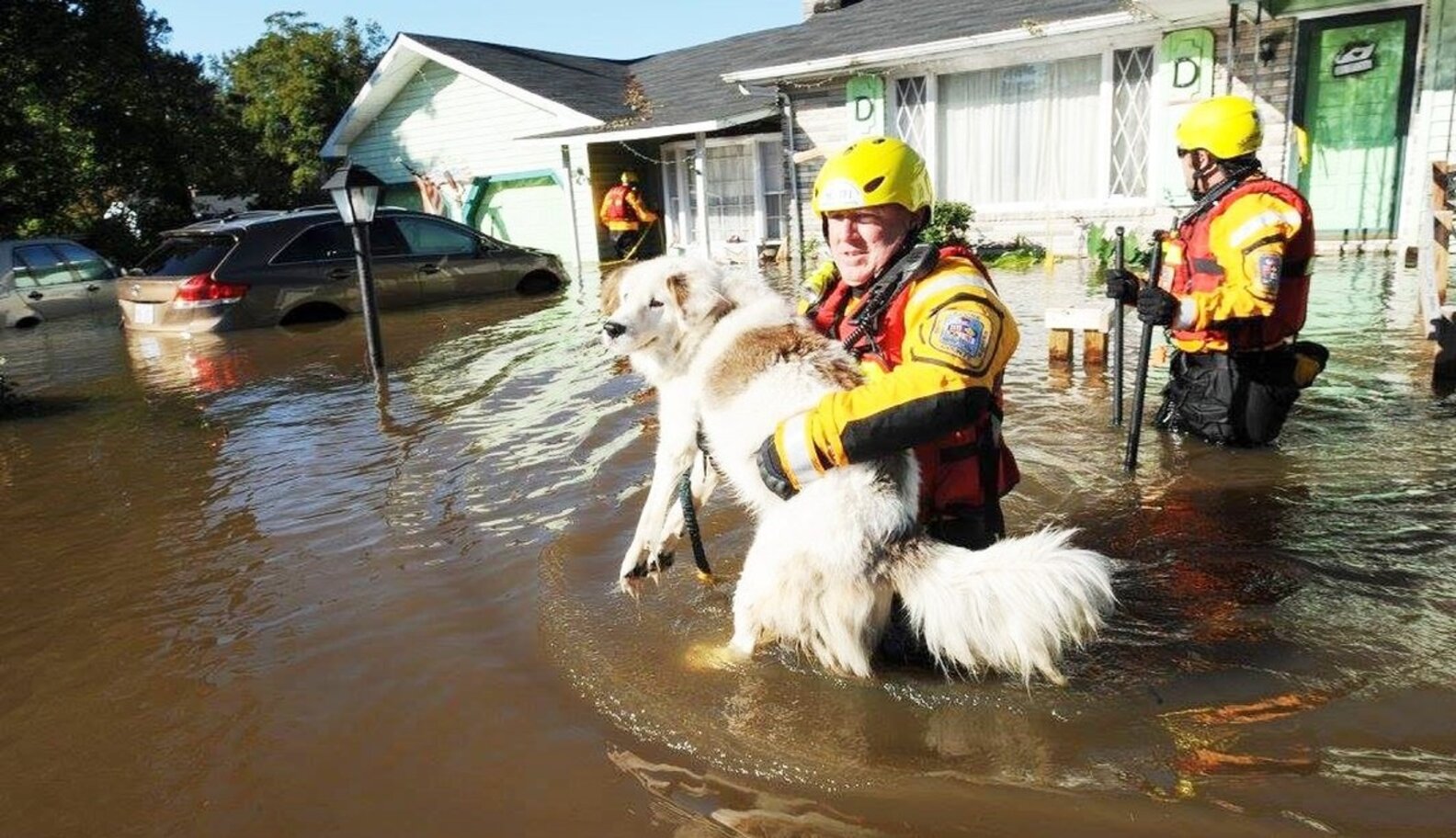 Dog Left Behind In Flood Reunites With Heartbroken Family - The Dodo