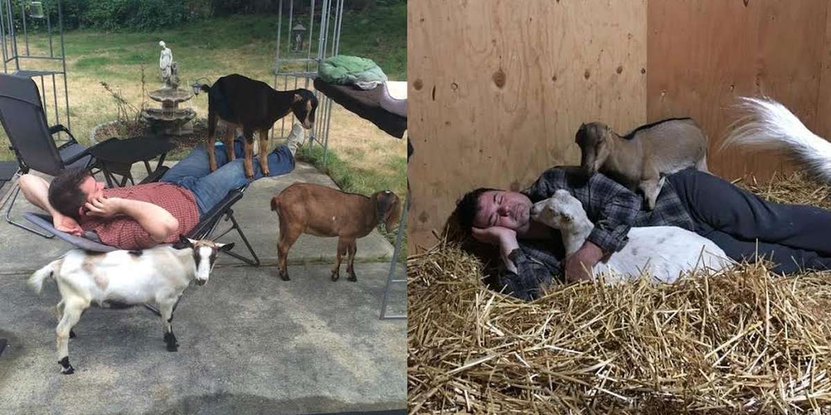 These Goats Are Completely Obsessed With The Guy Who Rescued Them - The ...