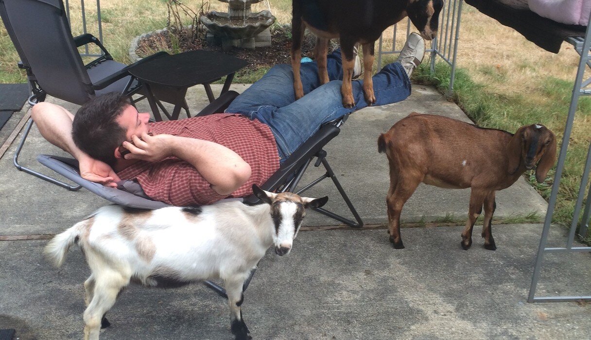 These Goats Are Completely Obsessed With The Guy Who Rescued Them - The ...