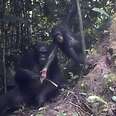 Chimp Caught On Camera Teaching Her Child To Use A Tool