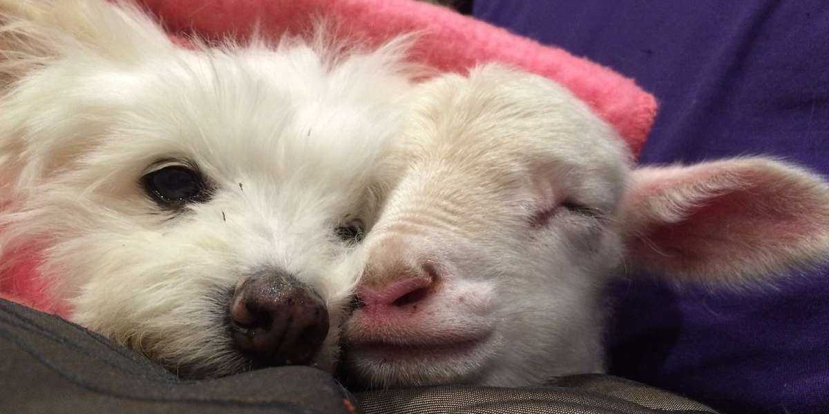 Lamb Who Almost Didn't Make It Loves Cuddling With His Dogs And Cats