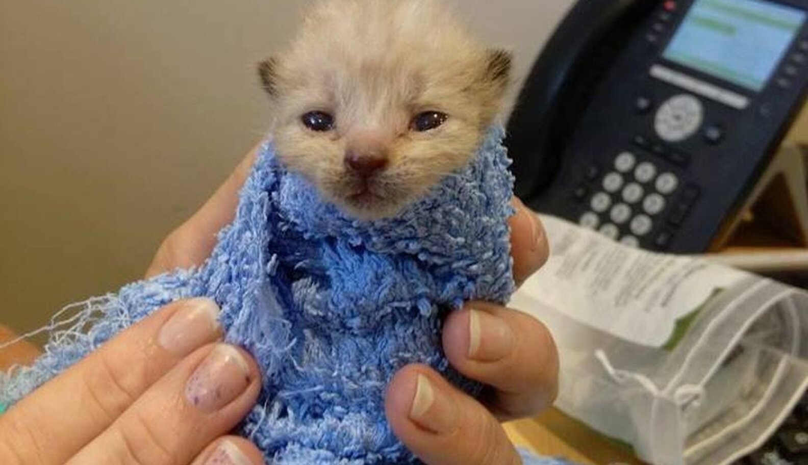Tiny Kitten Abandoned In A Box With His Umbilical Cord Still Attached ...