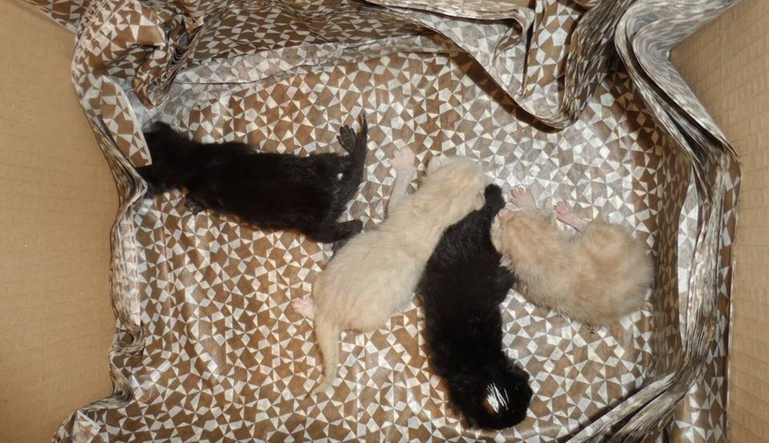 Tiny Kitten Abandoned In A Box With His Umbilical Cord Still Attached ...