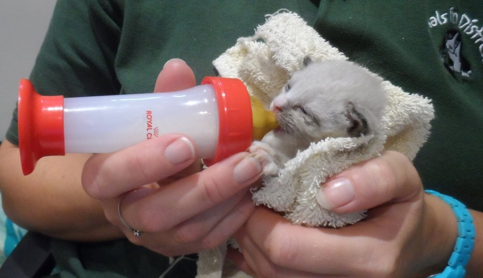 Tiny Kitten Abandoned In A Box With His Umbilical Cord Still Attached ...