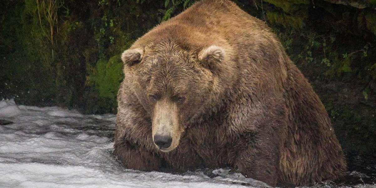 This Is The Fattest Bear In The Wild - The Dodo