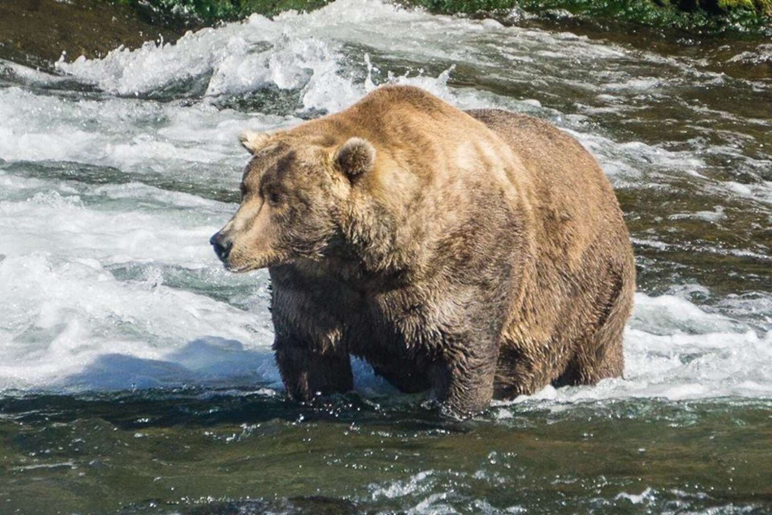 This Is The Fattest Bear In The Wild The Dodo