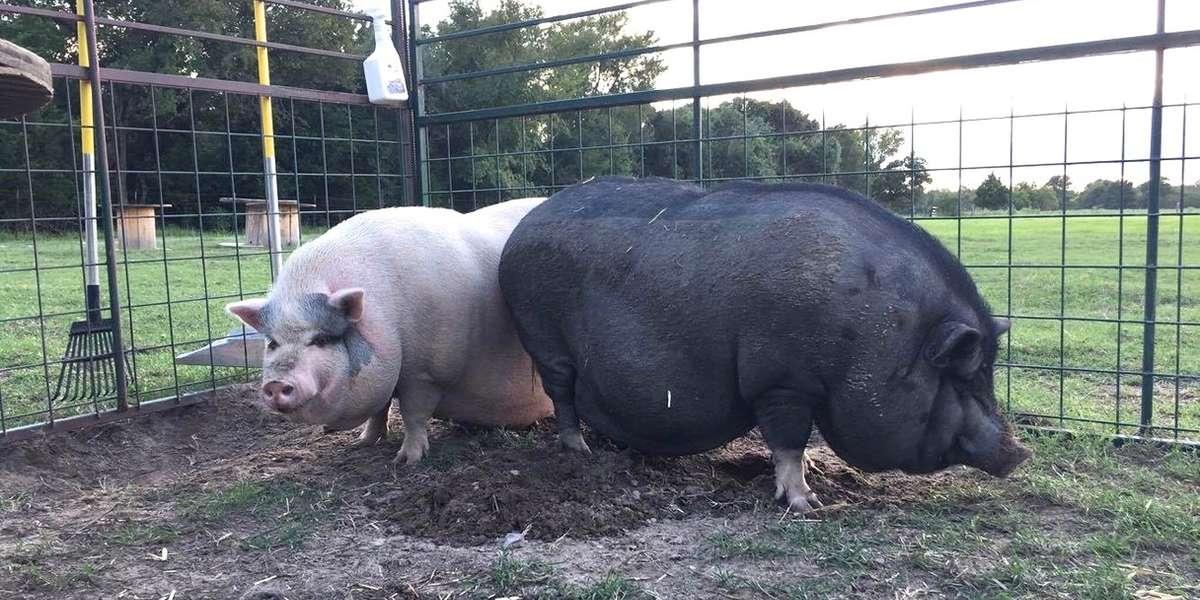 Neglected Pigs Were Left With Nothing But Each Other - The Dodo