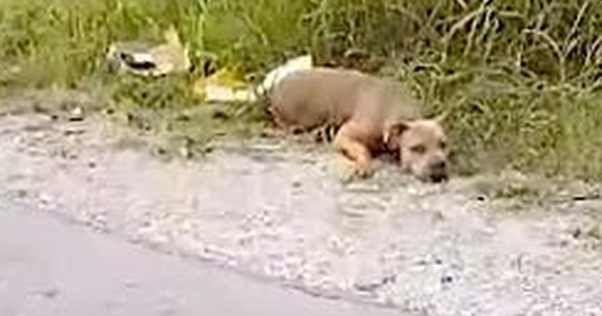 'Dead' Dog On Side Of Road Lifts Her Head To Tell Woman She's Alive