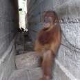 Baby Orangutan Was Chained Between Two Buildings — And Left There For A Year