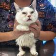 No One Wanted This Blind Munchkin Cat — Until Now