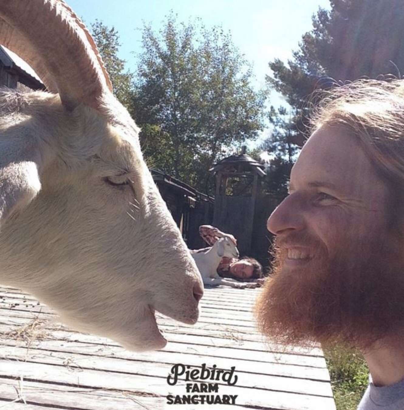 Goat Who Was Almost Killed Is So Happy To Be Safe - The Dodo