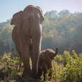 Elephant Forced To Give Rides Is Freed Just In Time To Have Her Baby