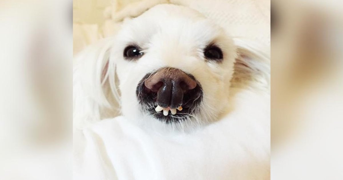 Rescue Dog Has A Smile Her Mom Is Absolutely Obsessed With The Dodo