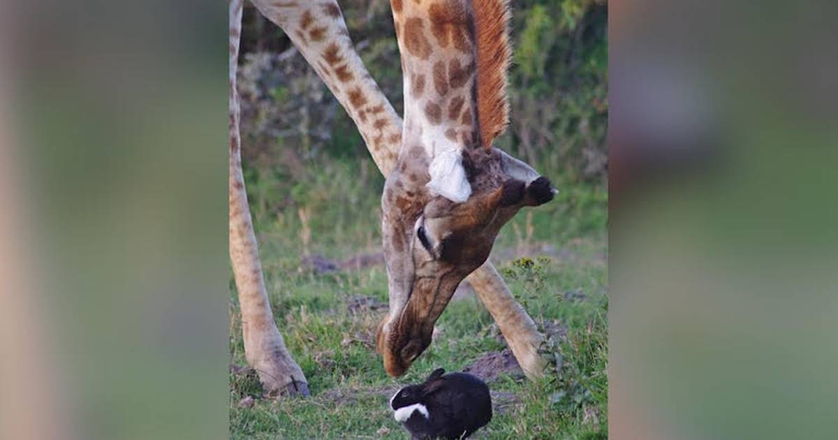 Wild Giraffe Finds Bunny — And Decides To Keep Him - The Dodo