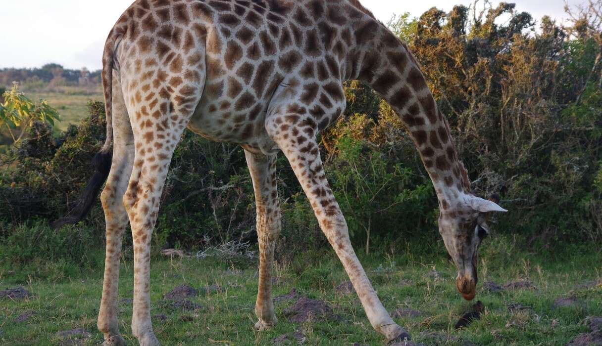 Wild Giraffe Finds Bunny โ And Decides To Keep Him - The Dodo