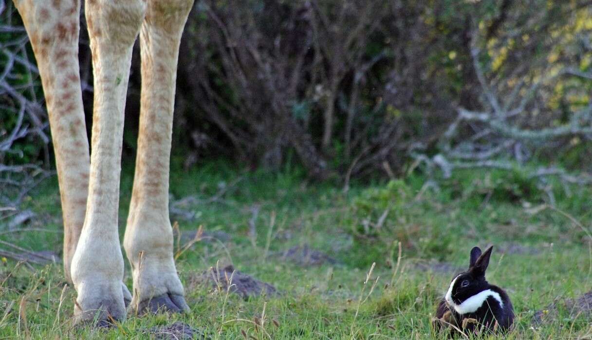 Wild Giraffe Finds Bunny โ And Decides To Keep Him - The Dodo