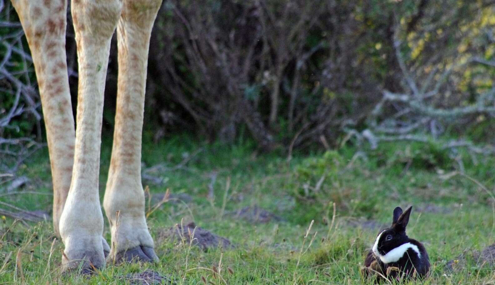 Wild Giraffe Finds Bunny — And Decides To Keep Him - The Dodo