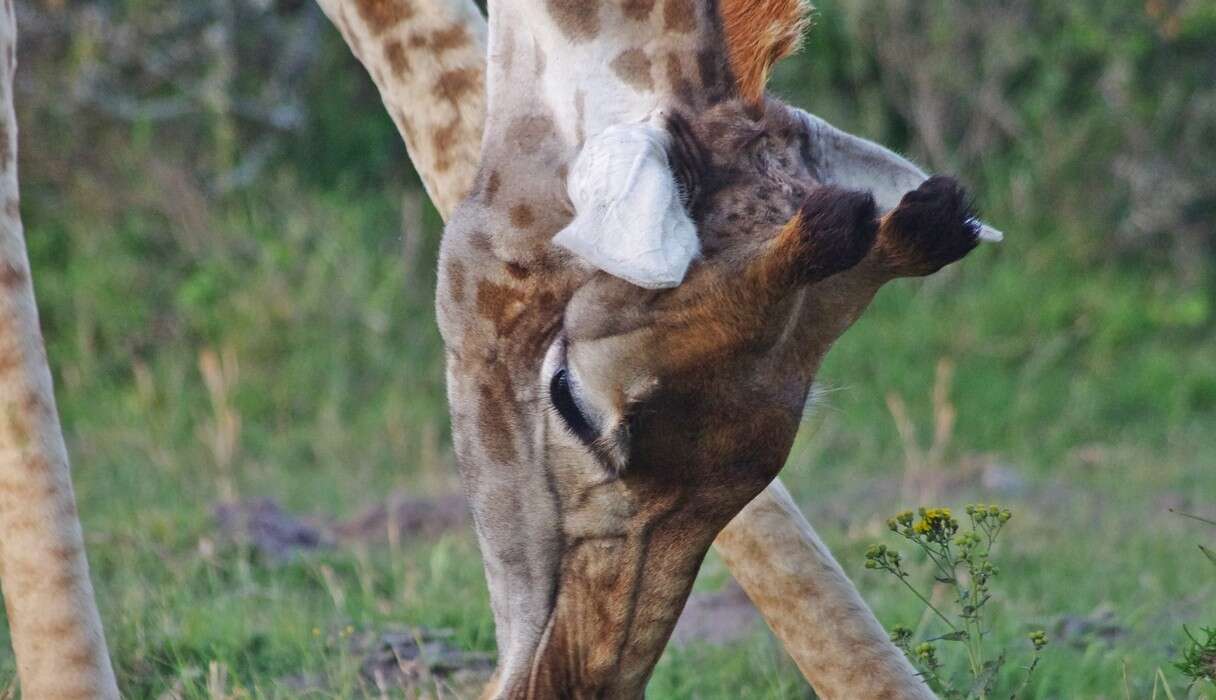 Wild Giraffe Finds Bunny โ And Decides To Keep Him - The Dodo