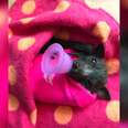 Baby Bat Stays Cozy In A Little Sock While Her Broken Wrist Heals