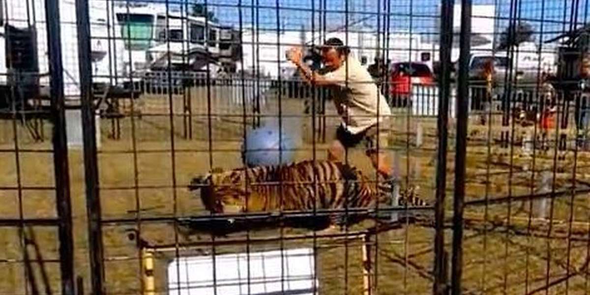 Crowd Watches Circus Tiger Get Whipped 'Mercilessly' After Turning On