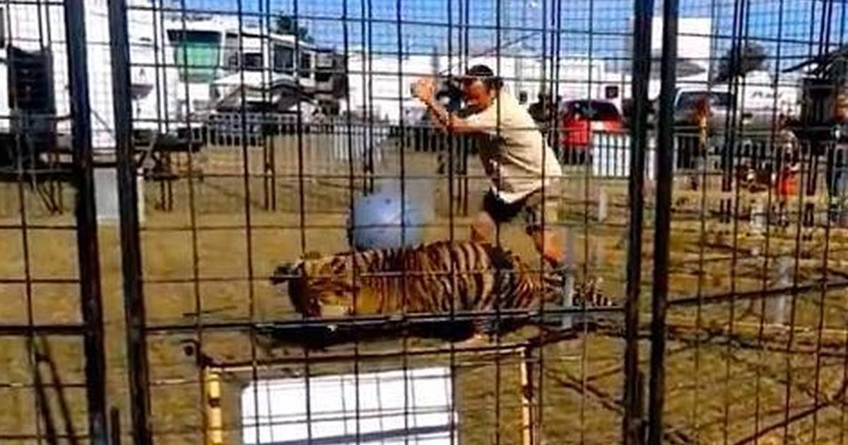 Crowd Watches Circus Tiger Get Whipped 'Mercilessly' After Turning On  Trainer - The Dodo