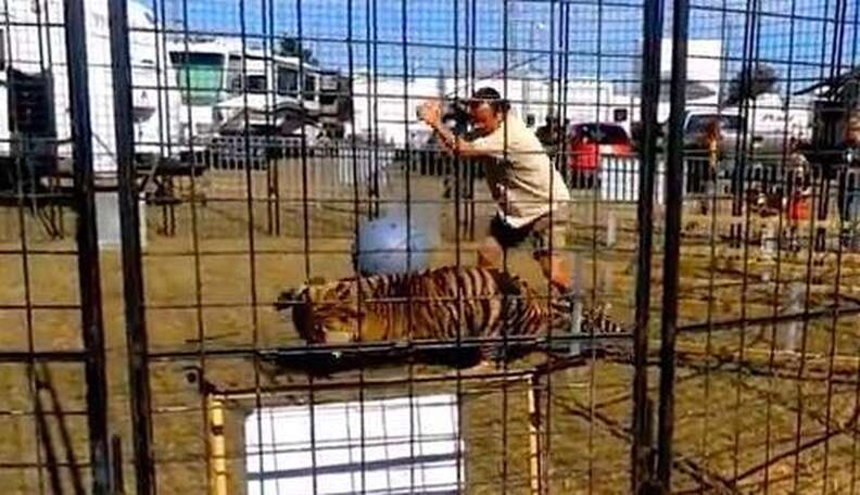 A lion watches a white Bengal tiger and a Siberian tiger staring at each  other in