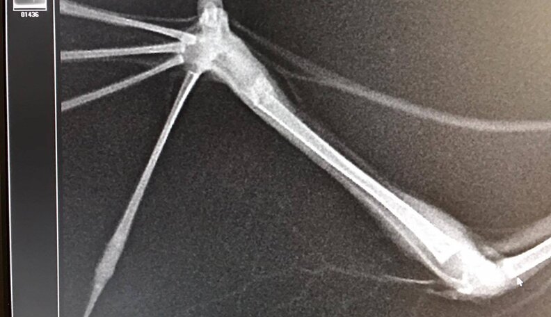 Baby Bat Stays Cozy In A Little Sock While Her Broken Wrist Heals - The ...