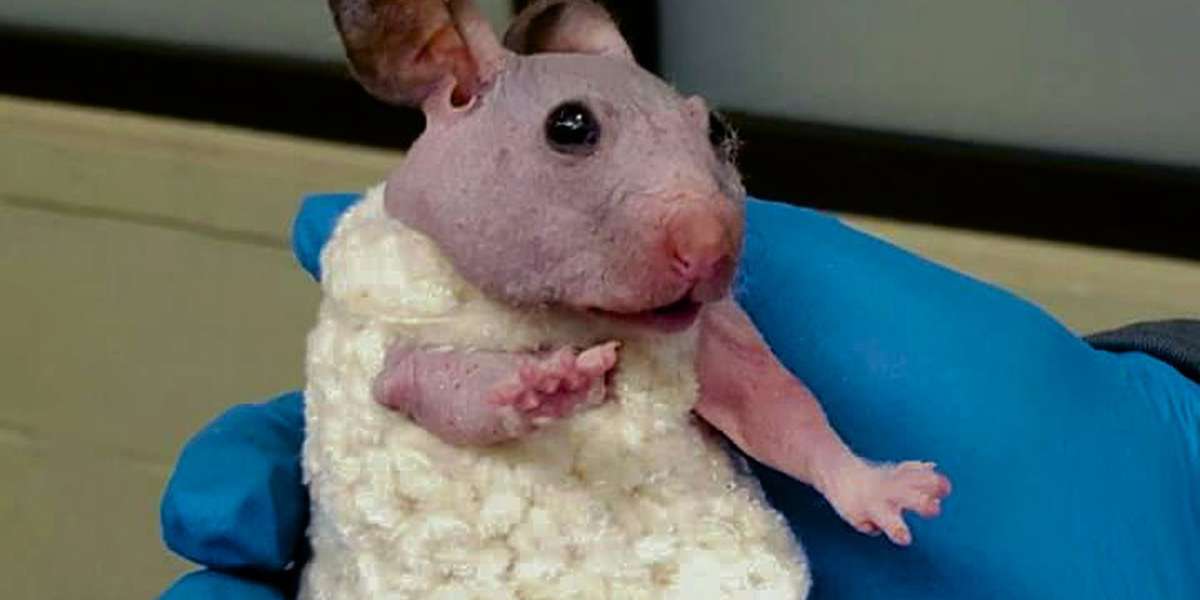 Hairless Hamster Gets A Tiny Sweater To Keep Her Warm The Dodo 