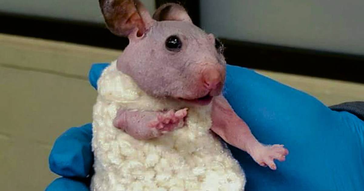 To Keep Warm A Hairless Hamster Wears A Tiny Sweater Just Interesting
