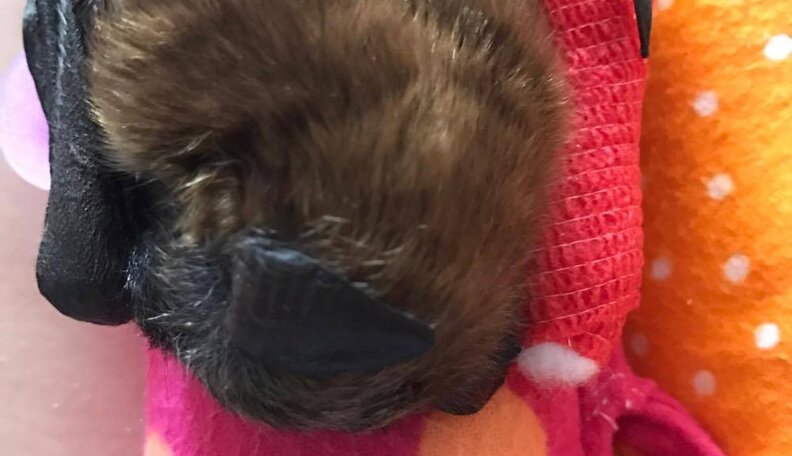 Baby Bat Stays Cozy In A Little Sock While Her Broken Wrist Heals - The ...