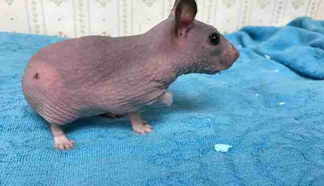 Hairless Hamster Gets A Tiny Sweater To Keep Her Warm The Dodo