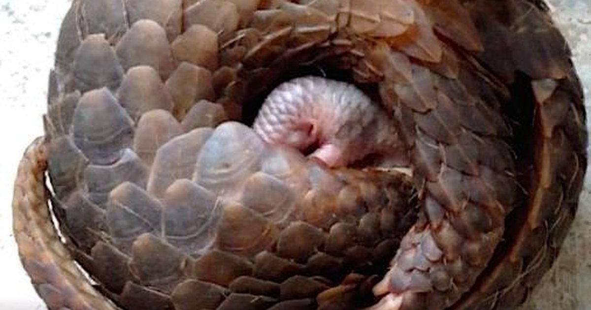 Rescuers Had No Idea This Pangolin Was About To Become A Mom - The Dodo