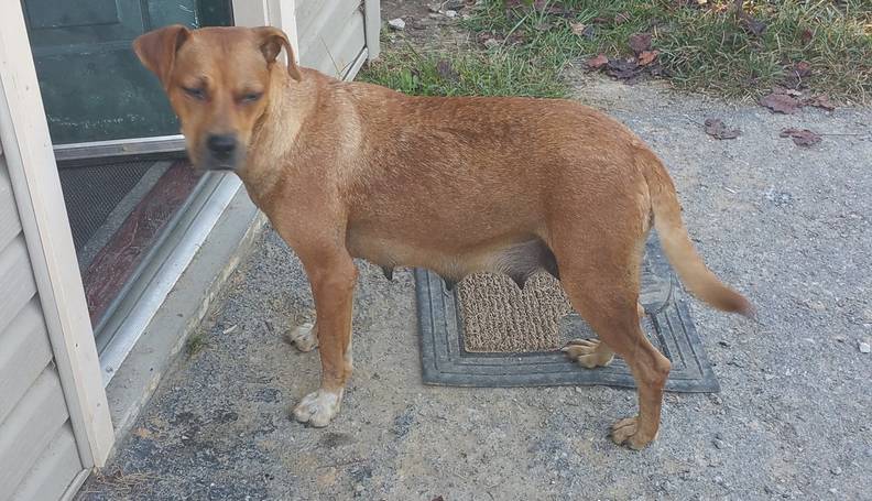 Guys At Bachelor Party Had No Idea They D End Up Saving Puppies The Dodo