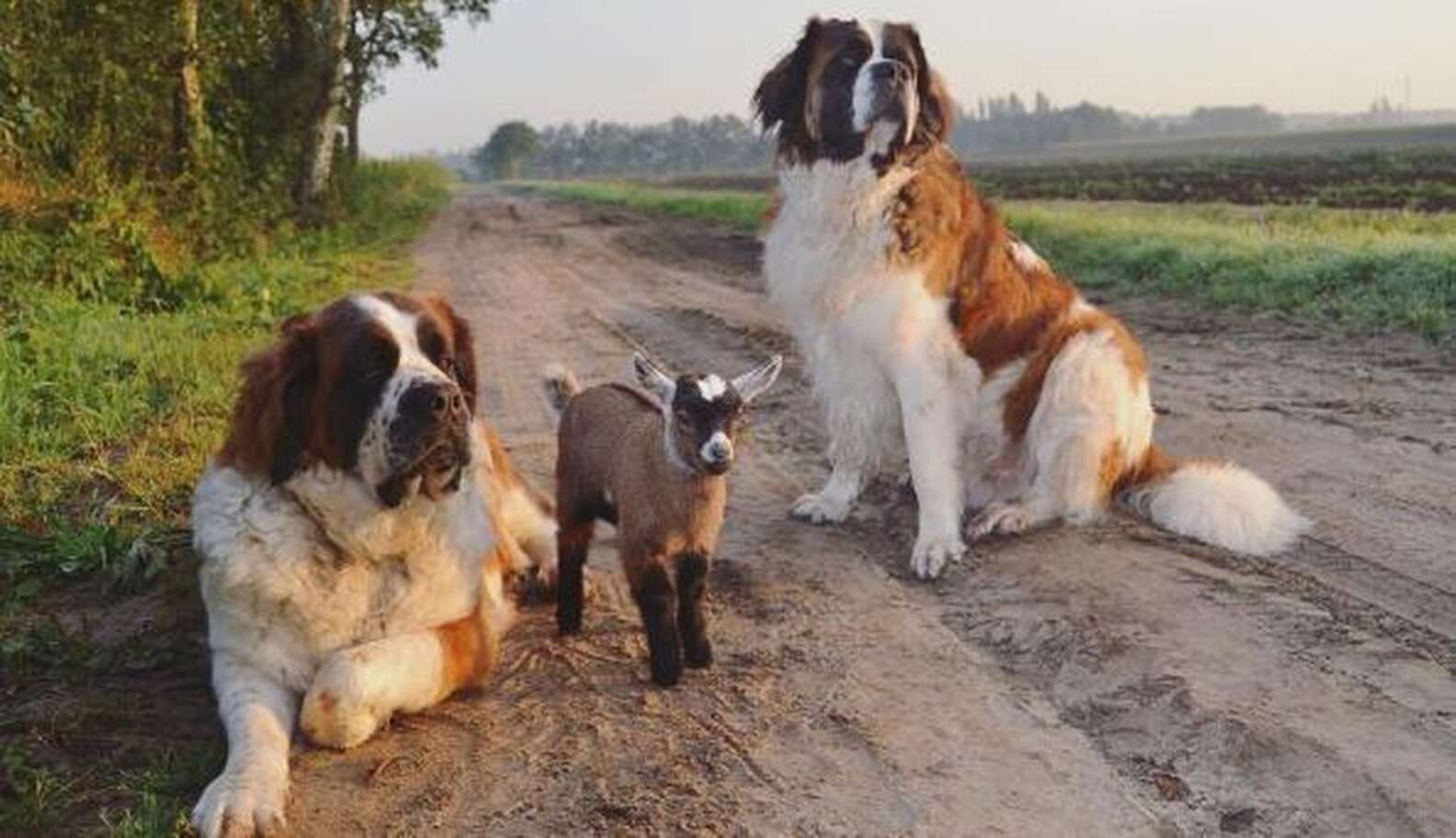 Baby Goat Is Growing Up With 2 Giant Dogs For Parents - The Dodo