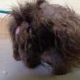 Dog Was So Matted She Could Barely Even See