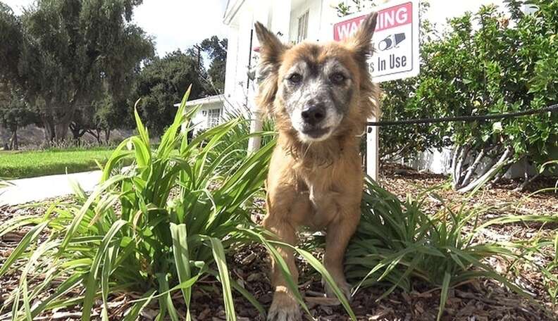 Dog Left In A Cemetery Waited Weeks For Someone To Find Her - The Dodo