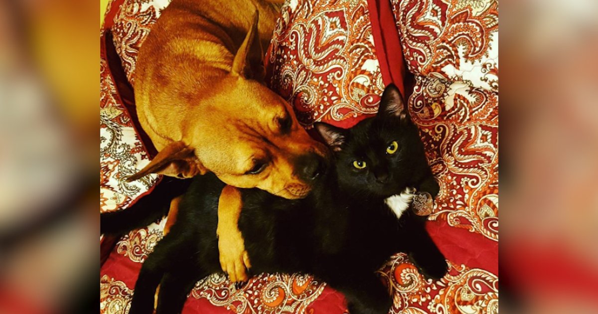 Dog And Cat Rescued A Day Apart Are Inseparable Now The Dodo
