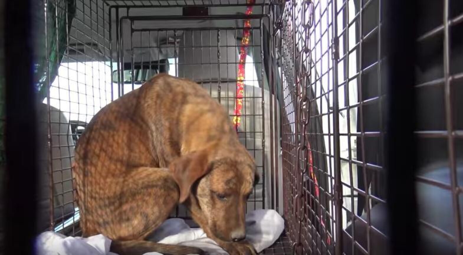 Scared Pit Bull Hid In Abandoned Pipes Until Rescuers Saved Him - The Dodo