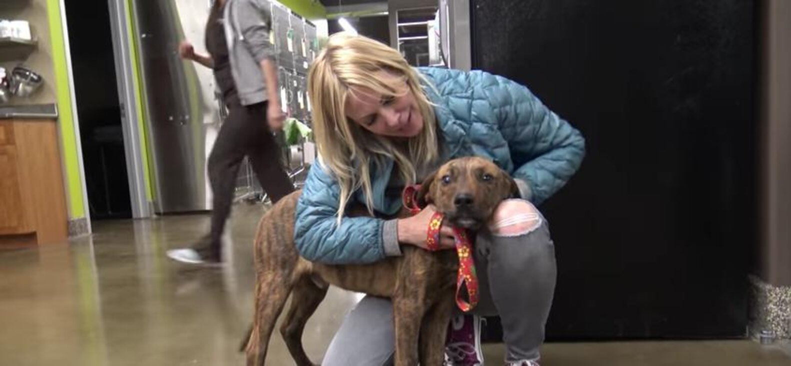 Scared Pit Bull Hid In Abandoned Pipes Until Rescuers Saved Him - The Dodo