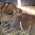 Newborn Cow Was So Scared The Day He Was Rescued