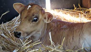 Newborn Cow Was So Scared The Day He Was Rescued The Dodo