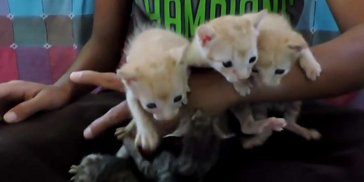 Kittens Stuck In Vent Waited For Someone To Save Them The Dodo