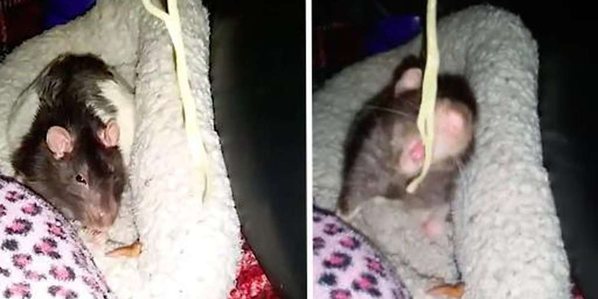 Senior Rat Gets Everything He Wants On His Bucket List - The Dodo