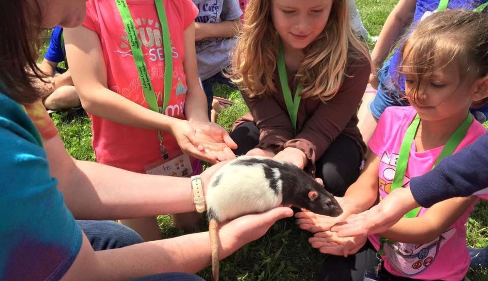 Senior Rat Gets Everything He Wants On His Bucket List - The Dodo