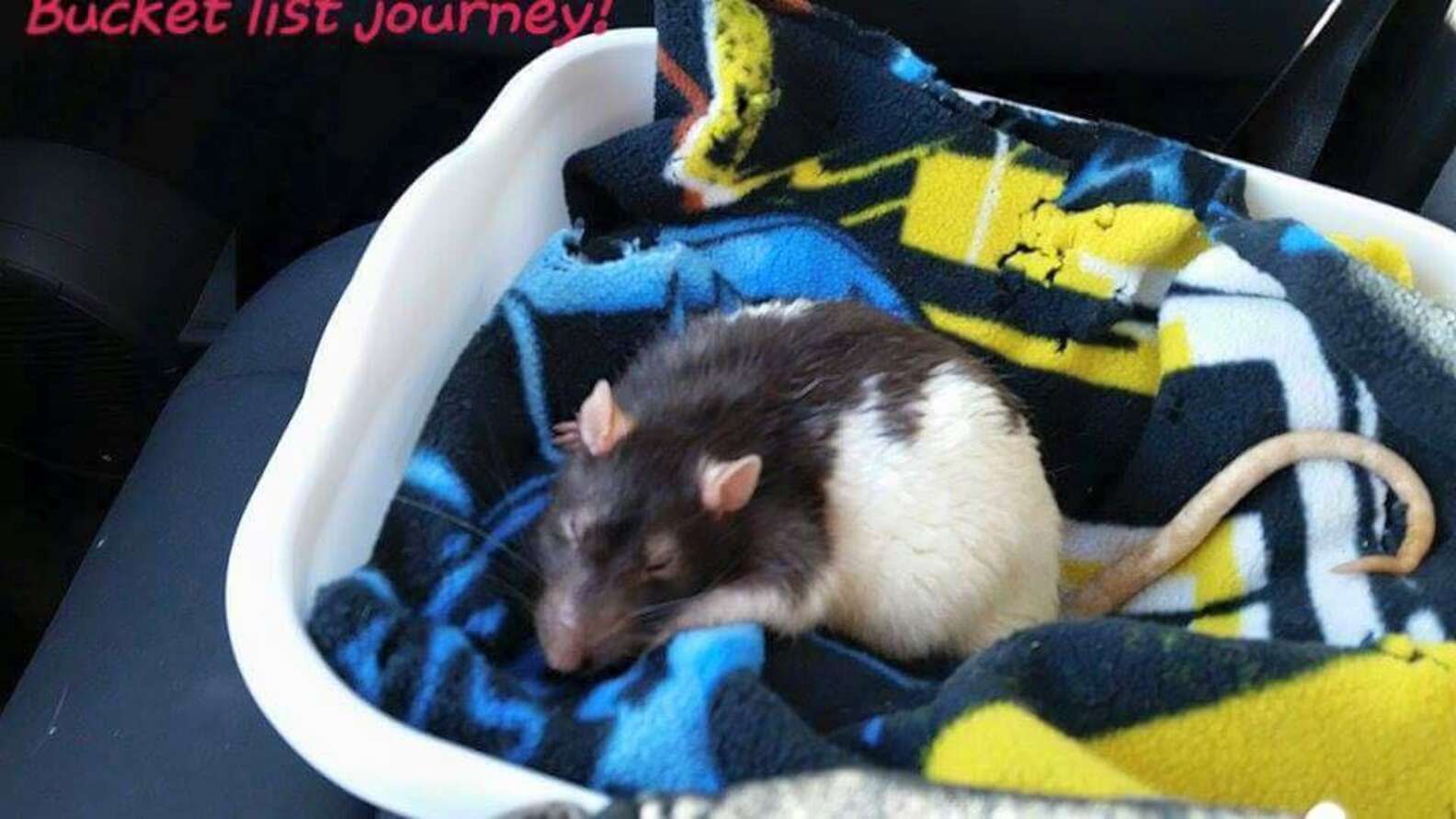 Senior Rat Gets Everything He Wants On His Bucket List - The Dodo