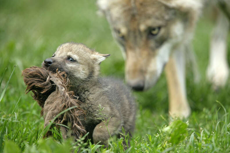 Wolf pup watched over by mom