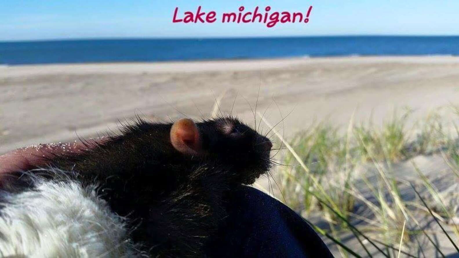 Senior Rat Gets Everything He Wants On His Bucket List - The Dodo