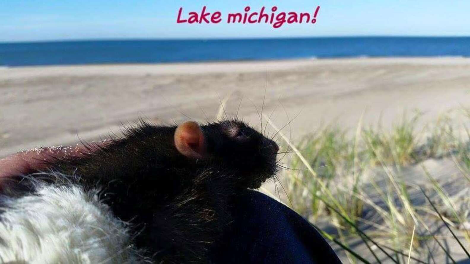 Senior Rat Gets Everything He Wants On His Bucket List - The Dodo