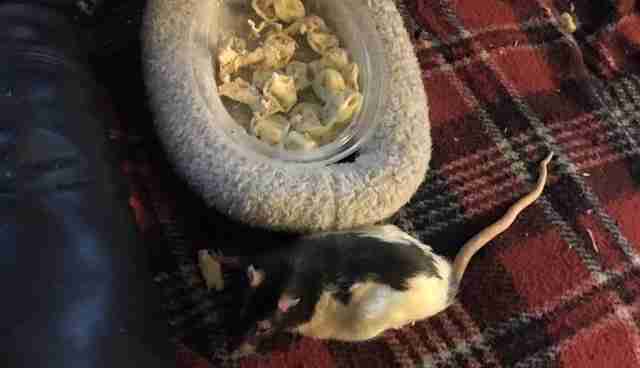 Senior Rat Gets Everything He Wants On His Bucket List - The Dodo