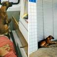 Loyal Dog Waits For His Friend After Riding With Him To The Hospital